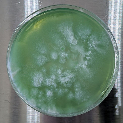 MEA agar plate — Myco Powered lab