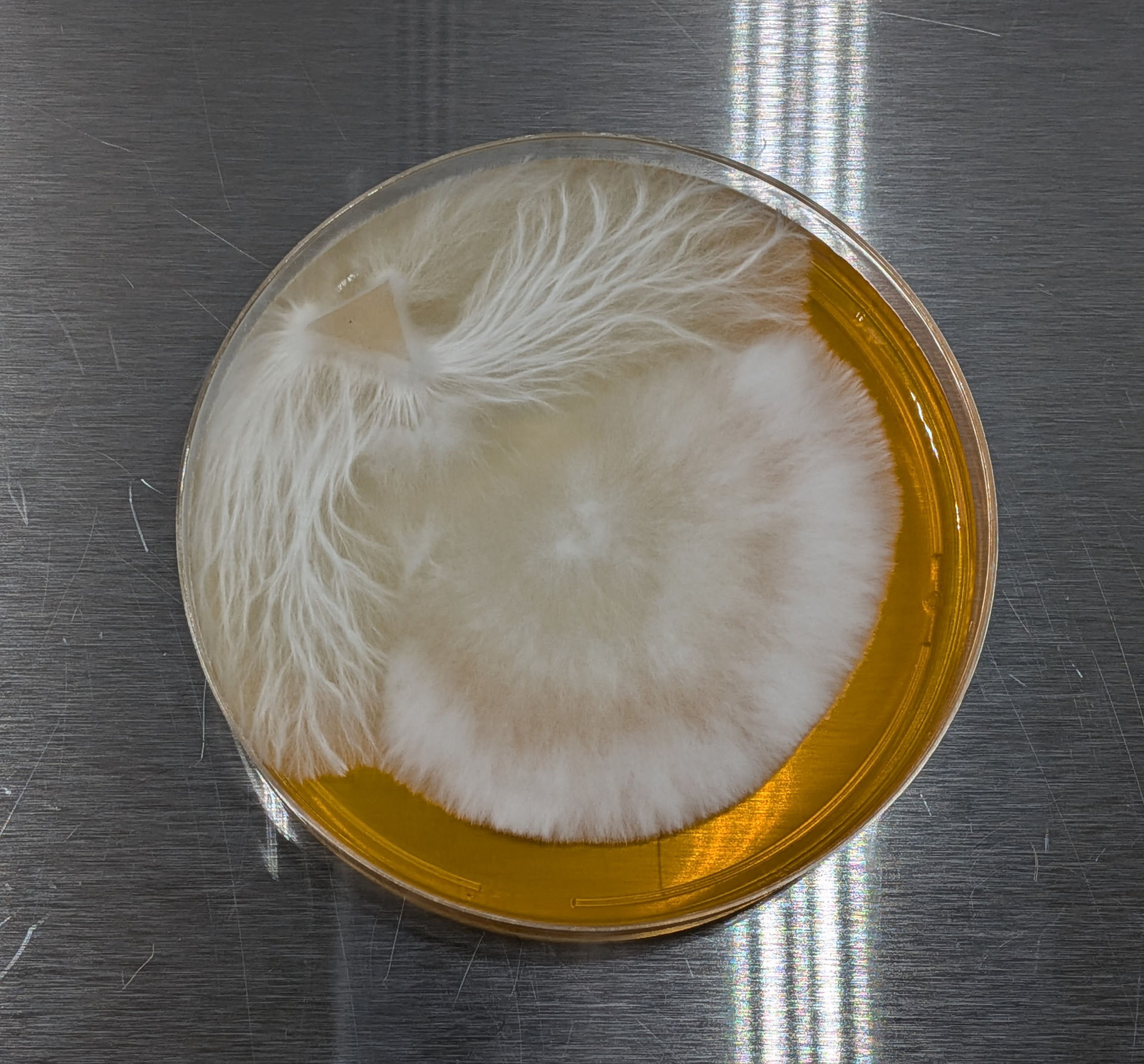 MEA agar plate — Myco Powered lab