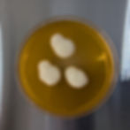 Three white mold colonies in a yellow agar-filled petri dish on a metallic surface, under soft lighting.