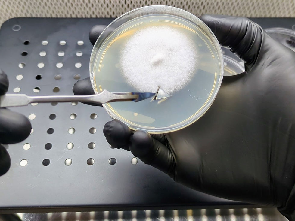 How to Perform an Agar Transfer