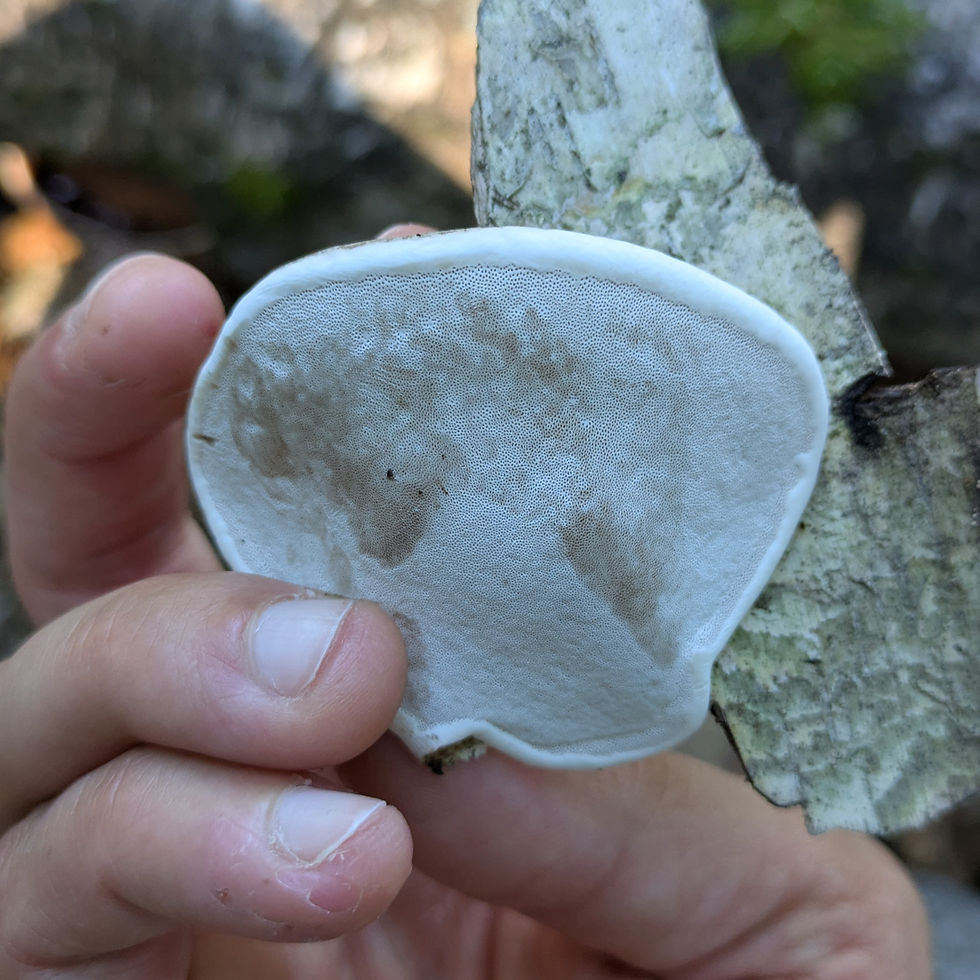 Hand holding white bracket fungus against birch bark, showing tiny pores and a weathered, spotted surface.