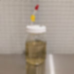 Thumbnail: mason jar full of mycopowered liquid culture