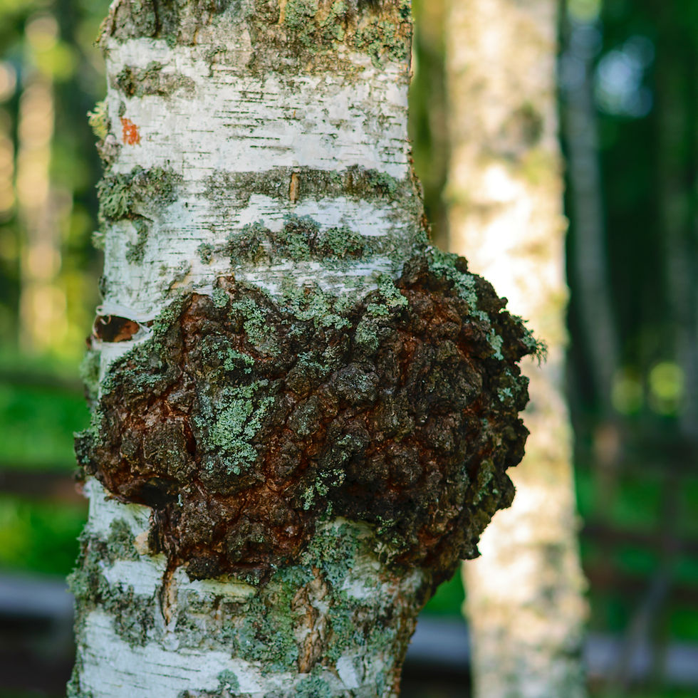 Close-up of a birch tree trunk with chaga growing, set against a blurred green forest background.