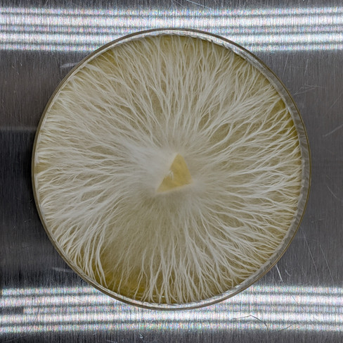 MEA agar plate — Myco Powered lab