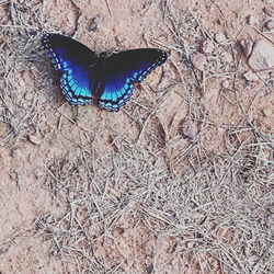 a delicate visitor