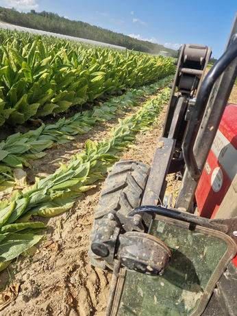 Le Tabac coupé au champ qui est en train de faner avant de le ramasser