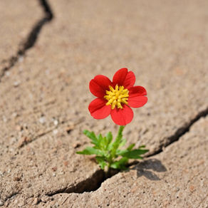 Uncovering the Meaning: The Fascinating Story Behind the Flower