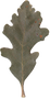 oak leaf