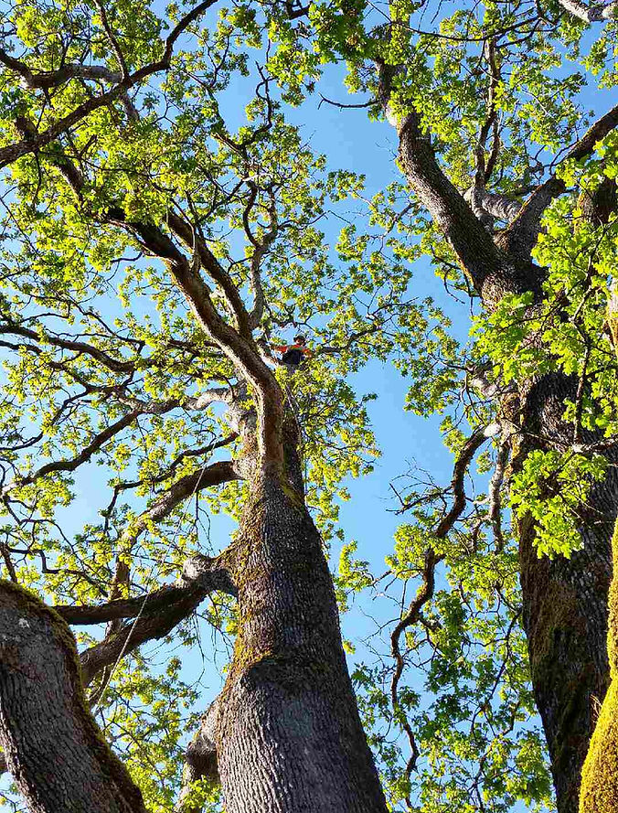 Above Beyond Tree Service_86.JPG