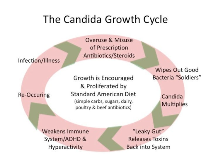 CandidaGrowthCycle