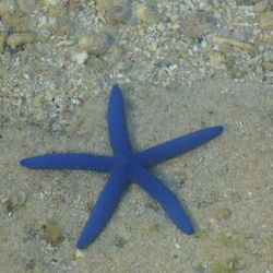 10255003_1483722105172755_7860145692791899276_n