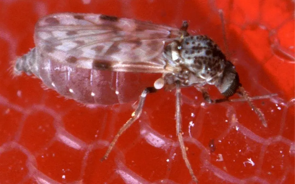 mosquito que transmite a febre ocopuche