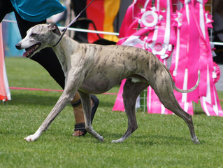 Veteranenwinner Donaueschingen 2016