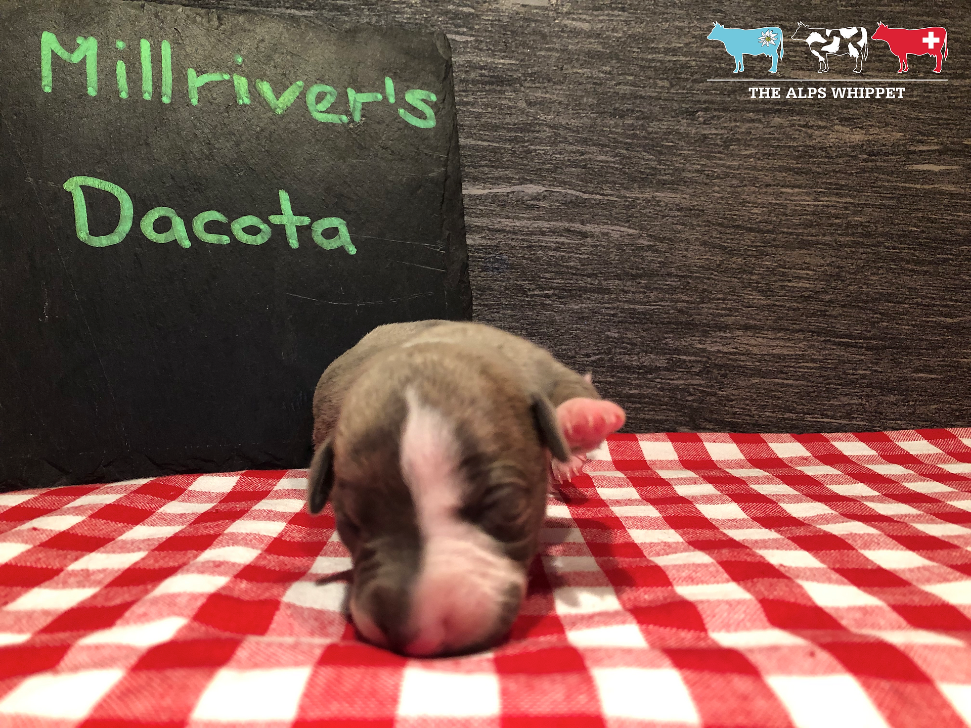 Dacota