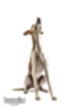 neu klein Hunde (17)