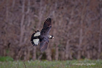 Baudin's Black-Cockatoo, Donnybrook, WA,