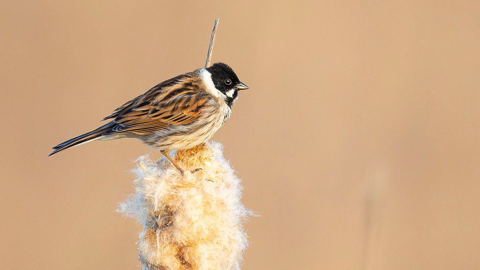 This is where most of us start, a technically proficient image that will impress your family and friends. However, competition judges will have seen thousands of images like this and it won't stand out when they are making their selections. Reed Bunting, Somerset Levels. ©Rob Read