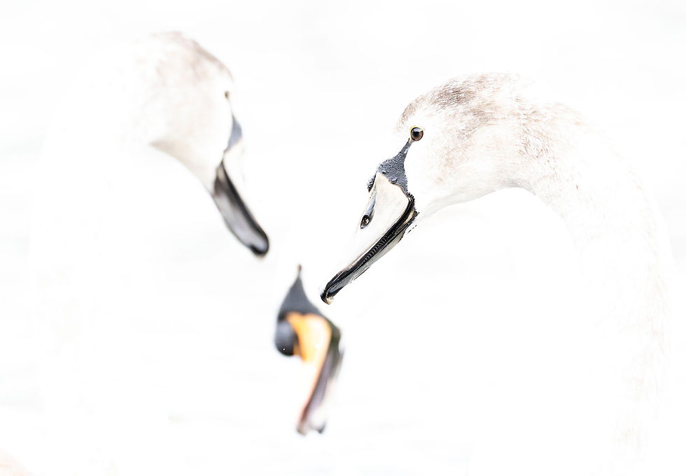 A 'lucky' moment or preparation? Never overlook common subjects, they often provide the most unique photographic opportunities if you are ready for them. Mute Swans, Hampshire. ©Rob Read
