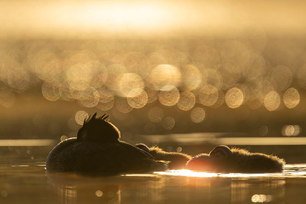 Shooting into the light can create some amazing effects like this bokeh and rim lighting. 1/4,000 sec; f/6.3; ISO 400. ©Rob Read