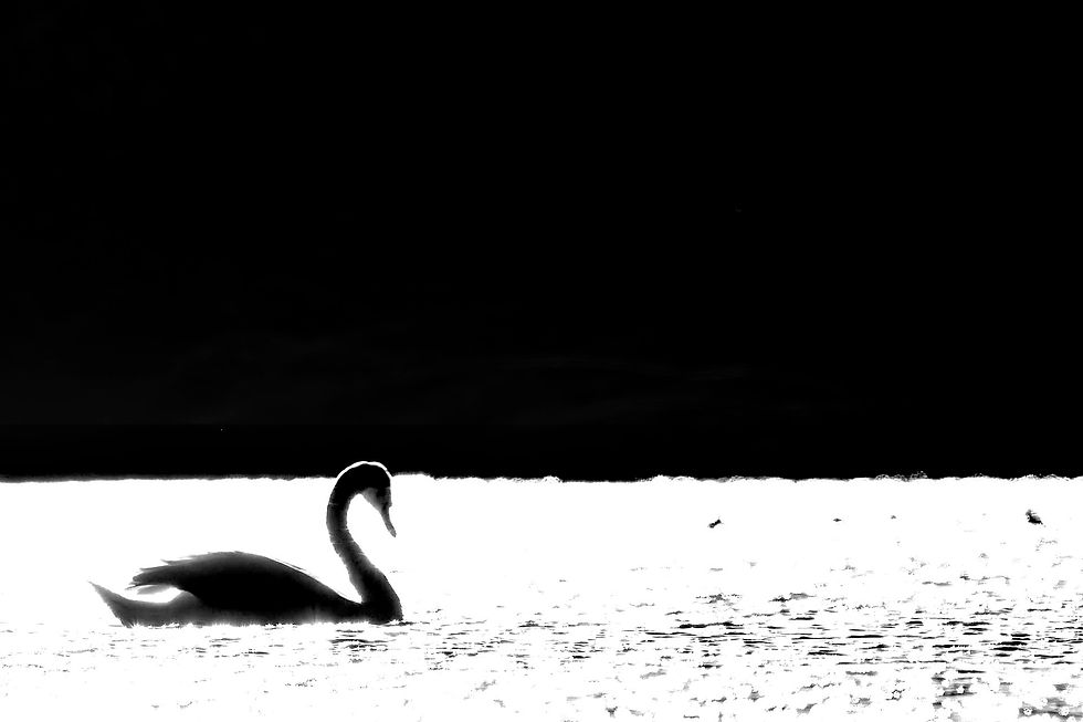 Shooting into direct harsh sunlight produced this dramatic image. The high contrast is perfect for a black and white approach, especially with graphically strong birds such as Mute Swans. ©Rob Read