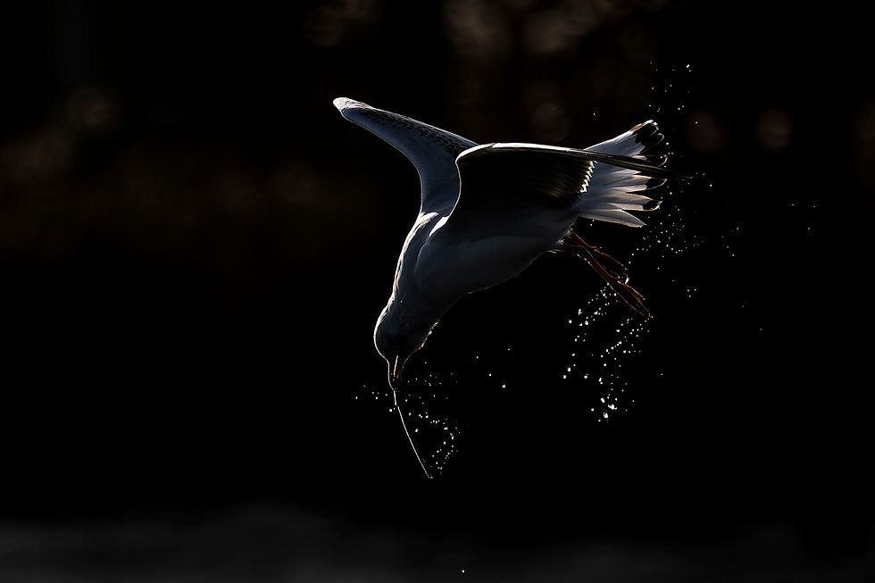 An image created from experience and the ability to see beyond simple literal representation. An understanding of light, exposure, and the bird's behaviour has come from years spent out in the field learning the craft and plenty of self-critique. Black-headed Gull, Hampshire. ©Rob Read
