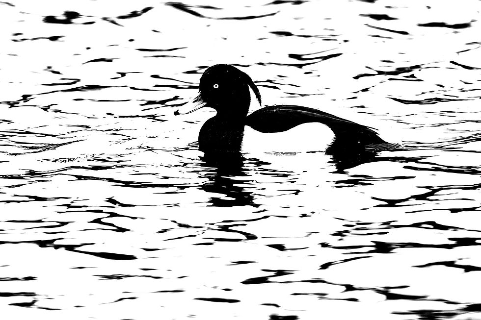 This Tufted Duck offers a strong and recognisable shape with distinctive plumage that works well in black and white. The textures of the rippled water and the high key twist add a compelling pattern to the supporting space. ©Rob Read