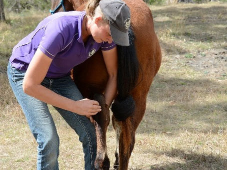 Collaboration Between Equine Veterinarians, Chiropractors and Farriers: Part 1