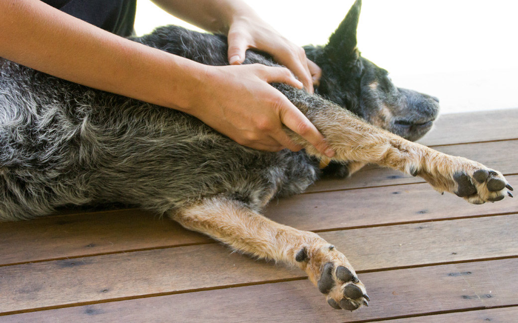Matrix Alignment Therapy | Animal Biomechanics