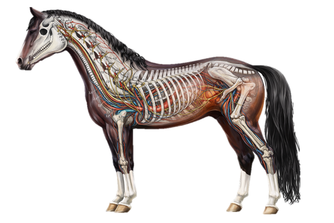 Health of the Democratic Horse