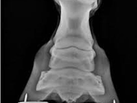 Part 4 of Equine Foot Balance