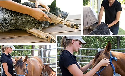 Animal Chiropractic Services