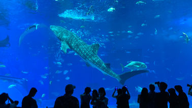 美ら海水族館.jpeg