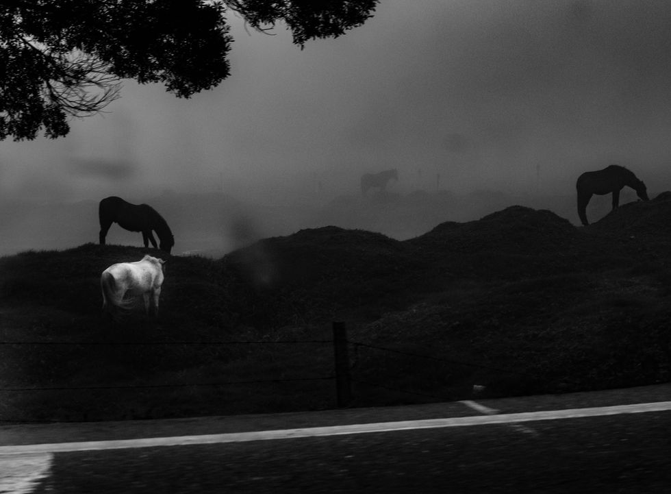 white_horse_carmen_de_apicala.jpg
