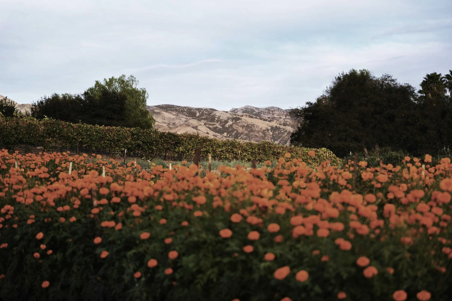 friday-s-vino-vino-divino