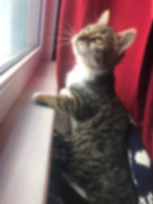 kedi sahiplendirme ilanları