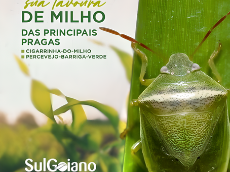 Principais pragas e como evitá-las: