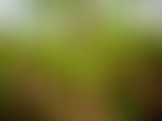 Potential Health Benefits of Moringa Powder