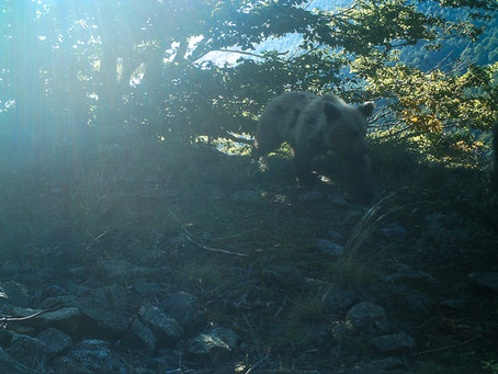 One camera. Four bears