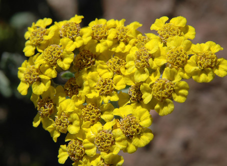 June's Plant Highlights
