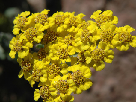 June's Plant Highlights