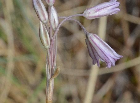 August's Plant Highlights