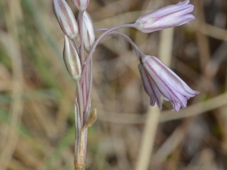 August's Plant Highlights