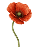 Flower Bloom 3.png