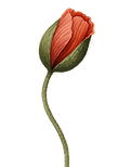 Flower Bloom 2.png