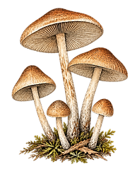 Detailed Botanical Mushroom Cluster Cutout.png