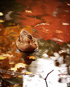 Autumn Duck | RI
