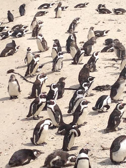 South Africa Penquins