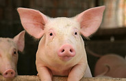 cute-pig-2143594.jpg