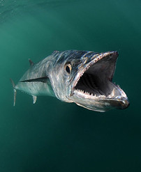 fish open mouth.jpg
