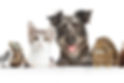 group of animals.jpeg